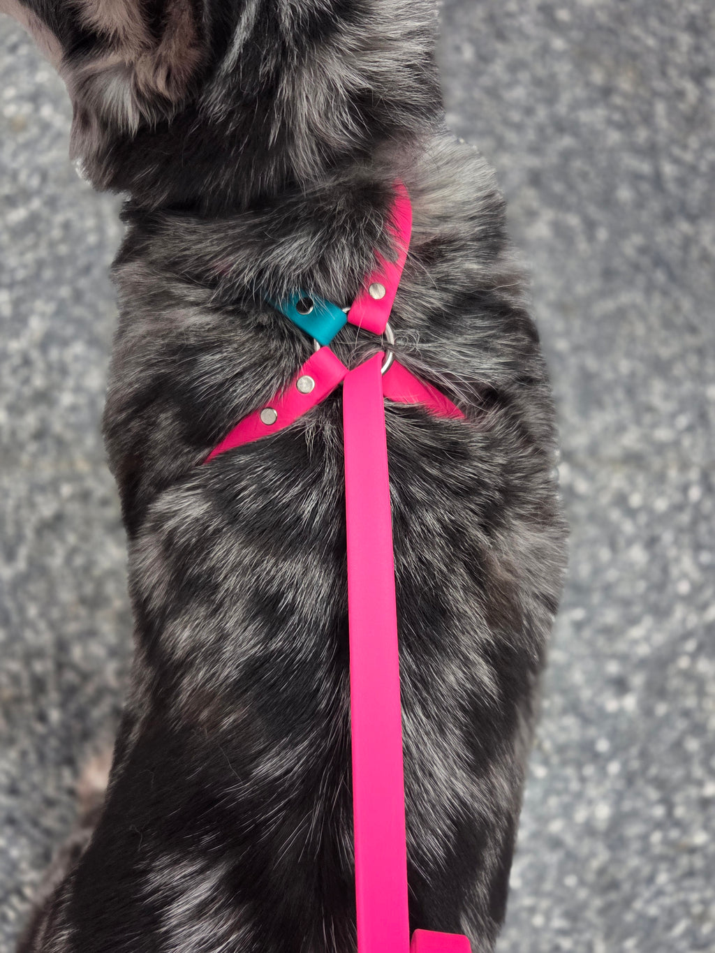 X Control Harness & Leash Combo
