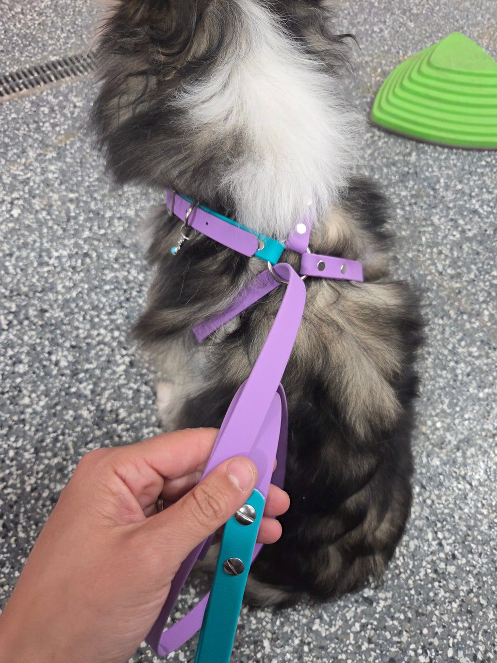 X Control Harness & Leash Combo