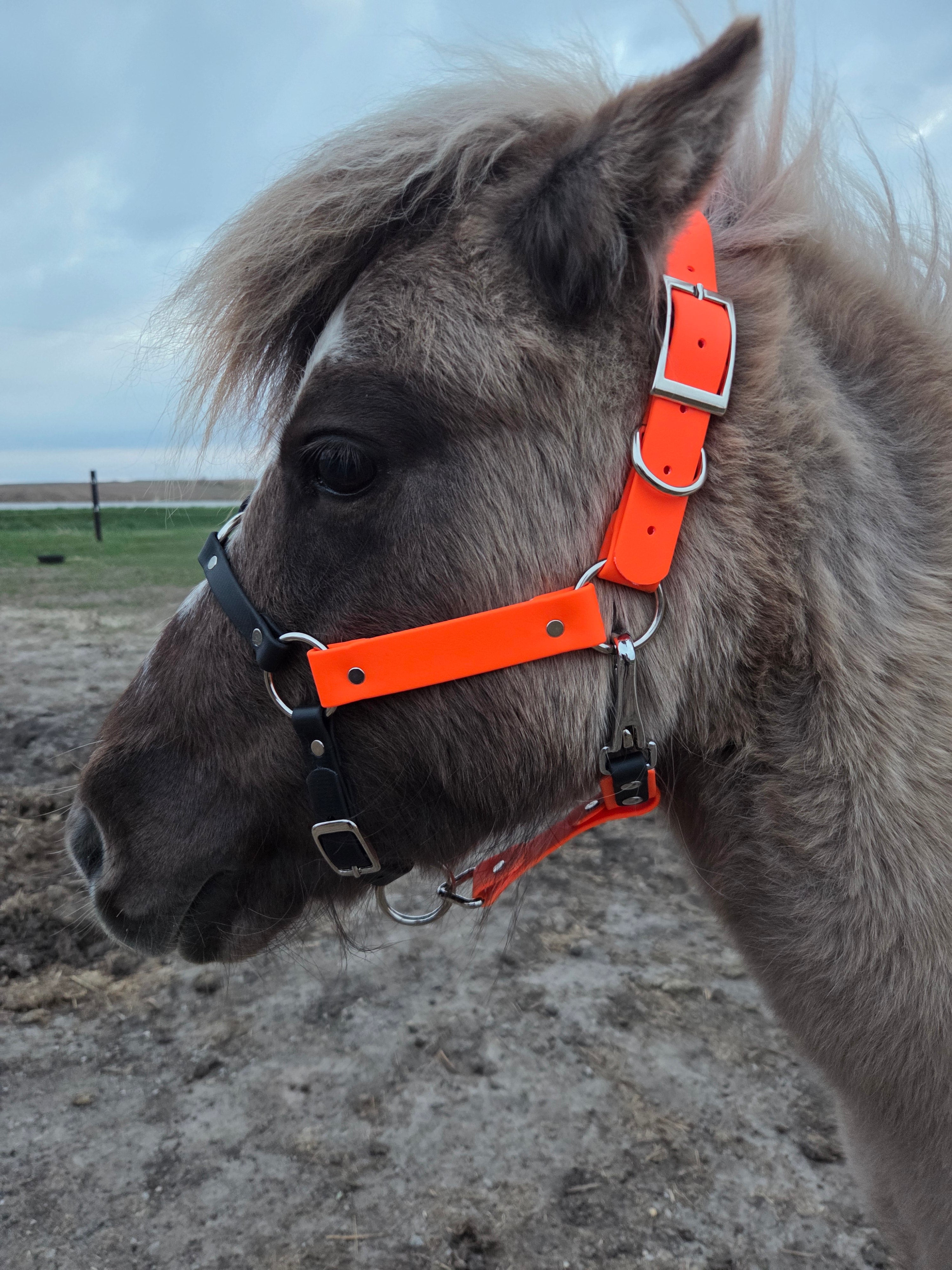 Halter, Bridle or Reins