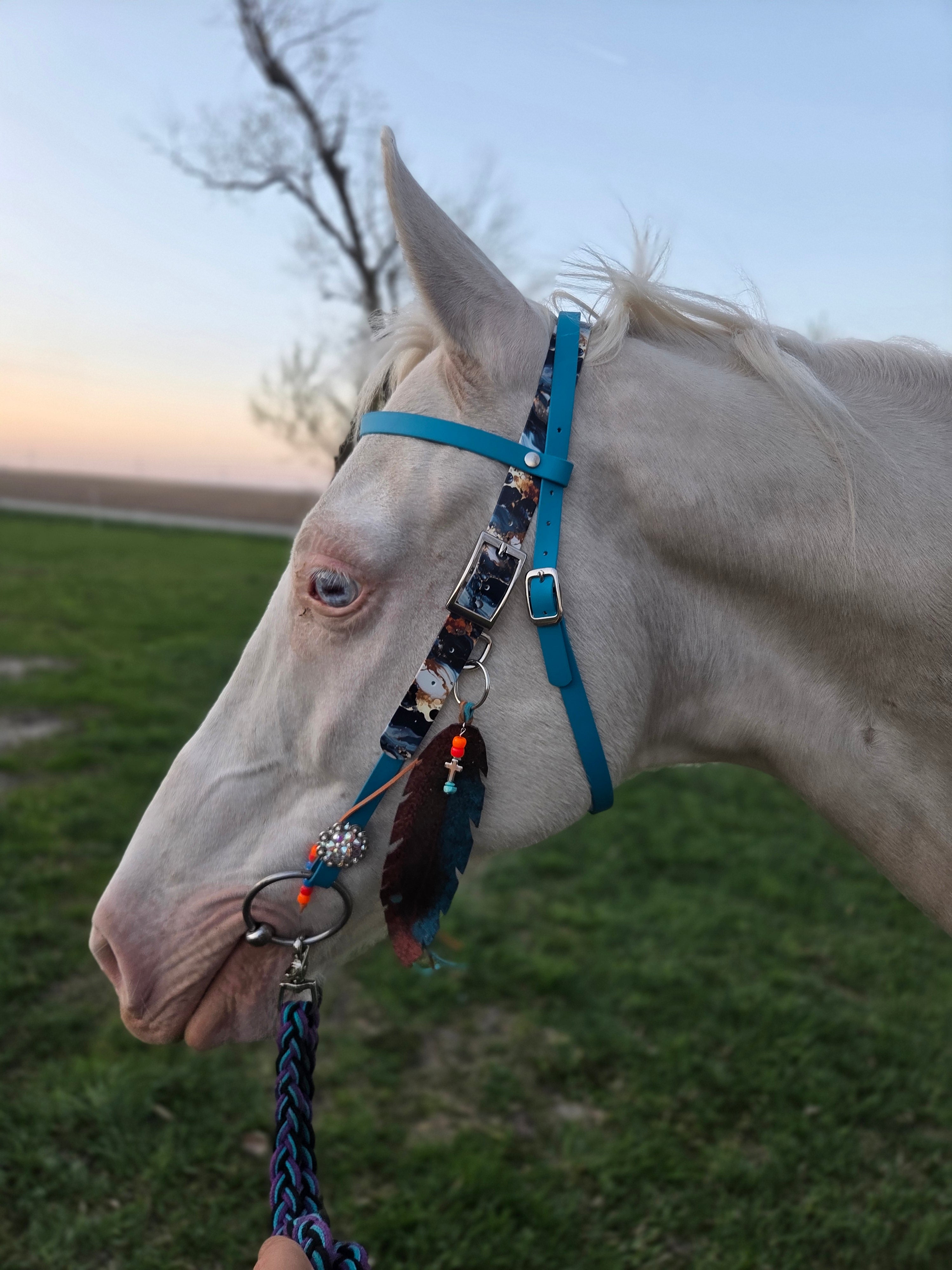 Bridle/Halter or Reins