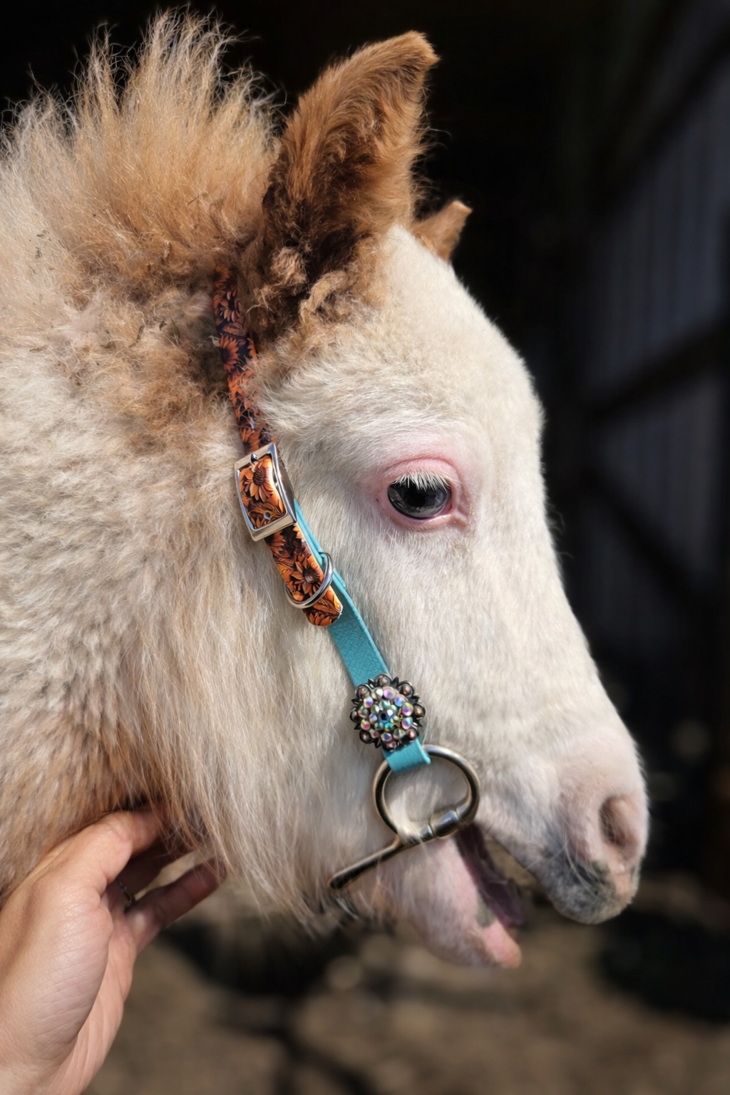 Bridle/Halter or Reins