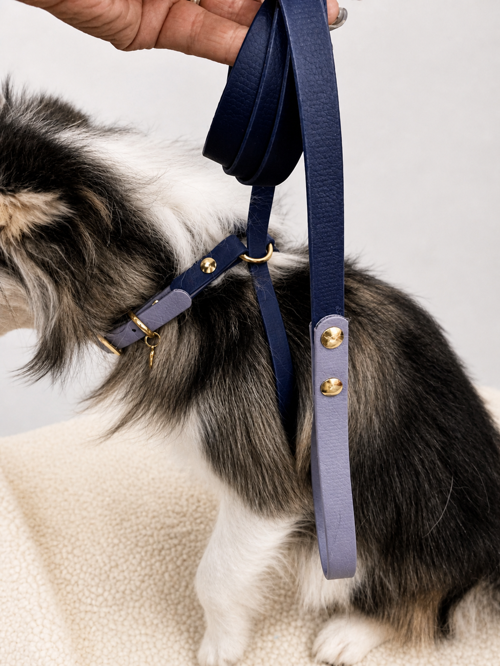 X Control Harness & Leash Combo