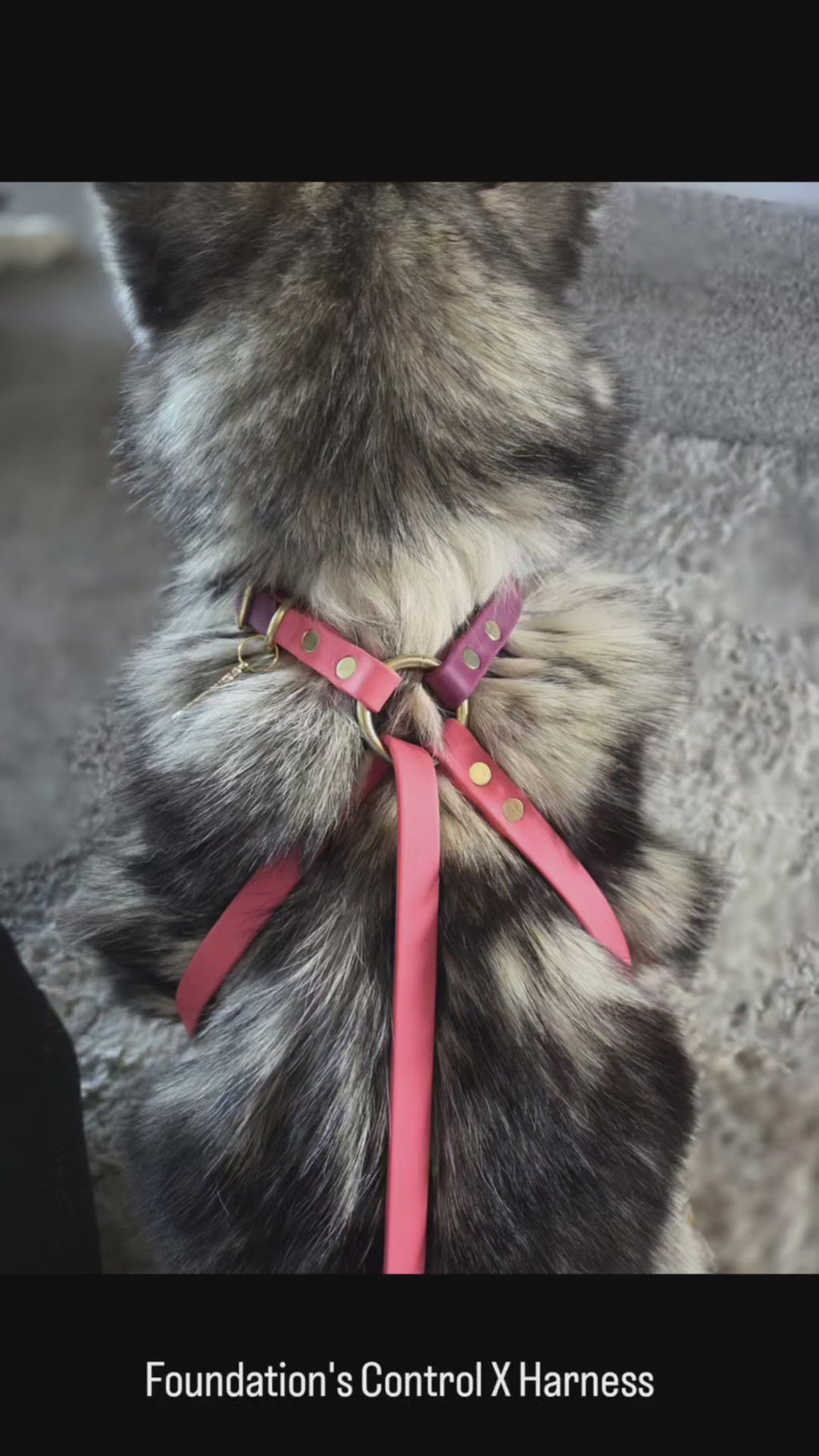 X Control Harness & Leash Combo