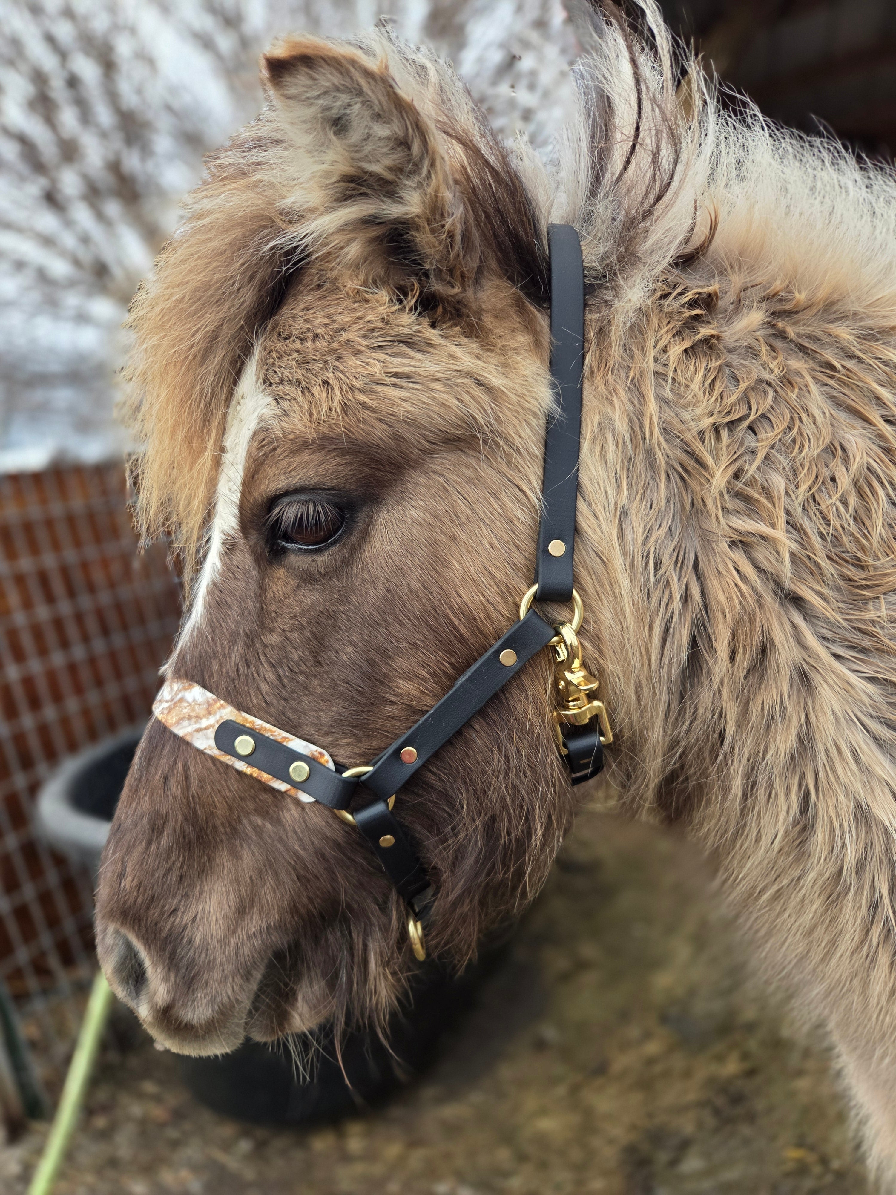 Halter, Bridle or Reins
