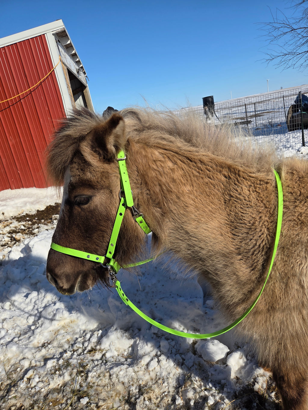 Halter, Bridle or Reins