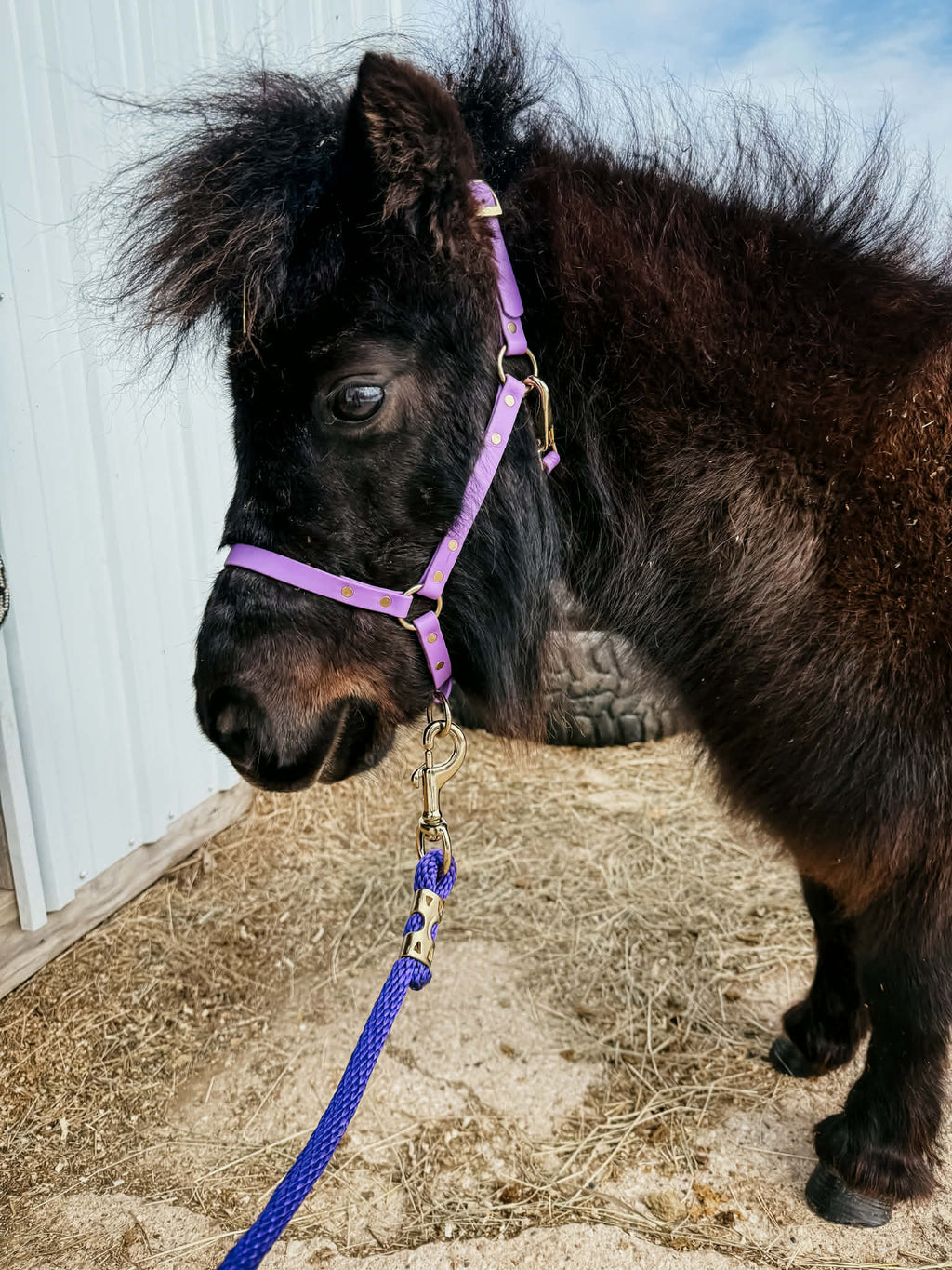 Halter, Bridle or Reins