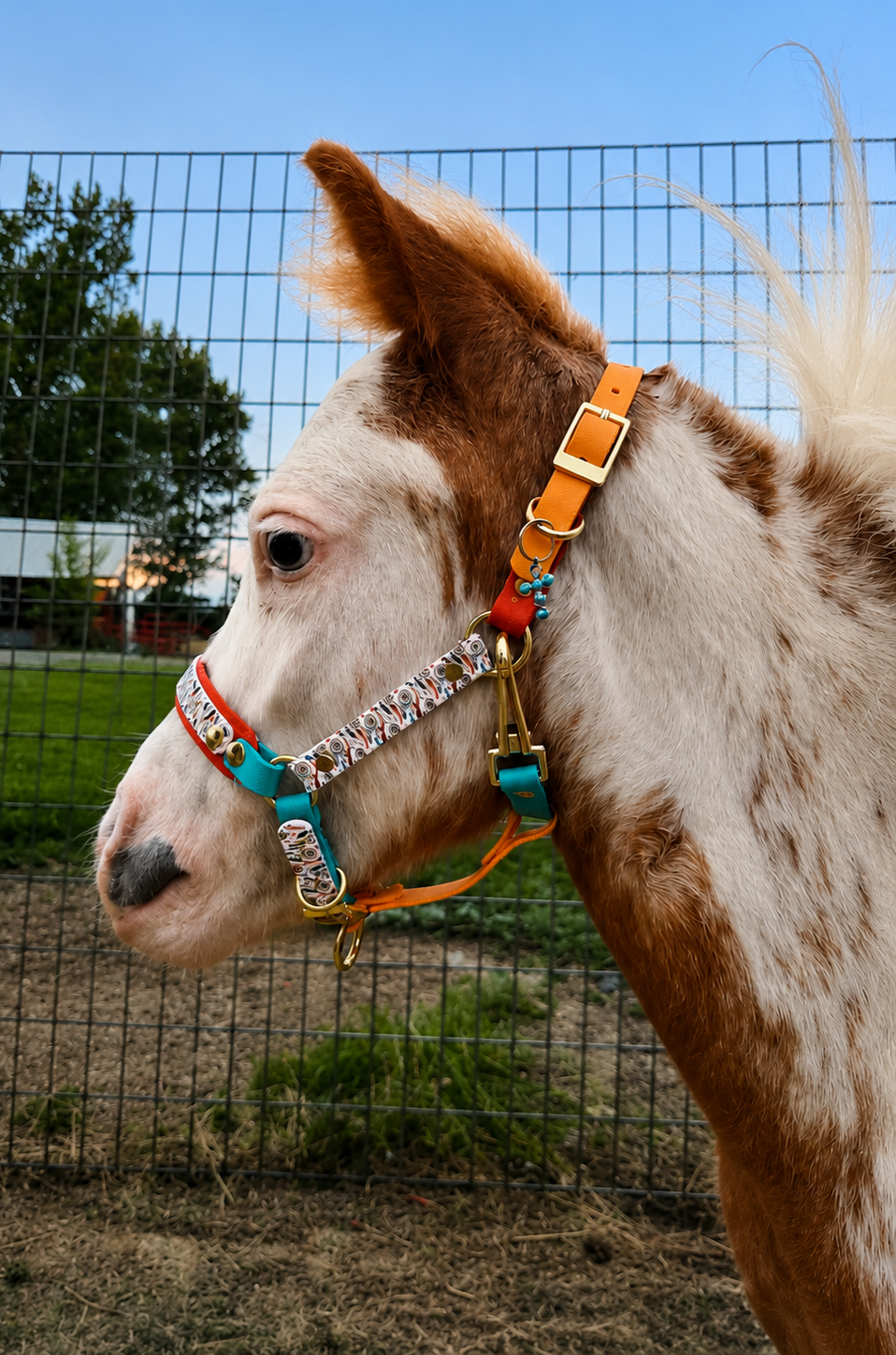 Halter, Bridle or Reins
