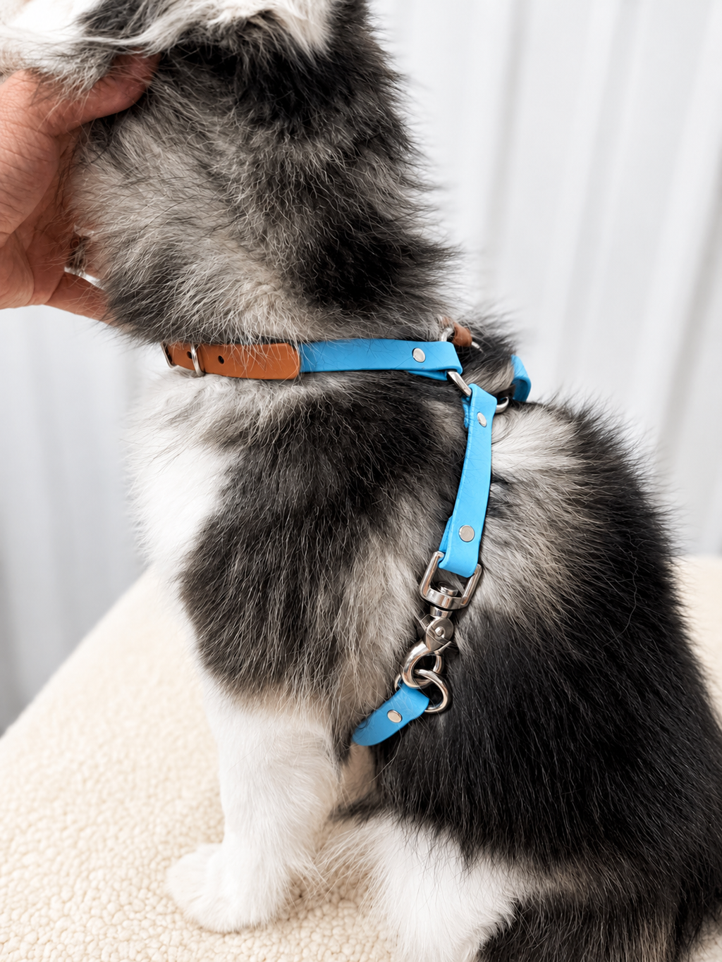 Basic & Infinity Harness