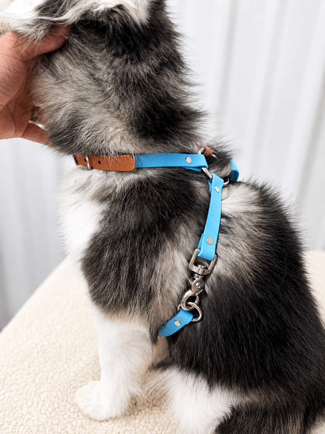 Basic & Infinity Harness