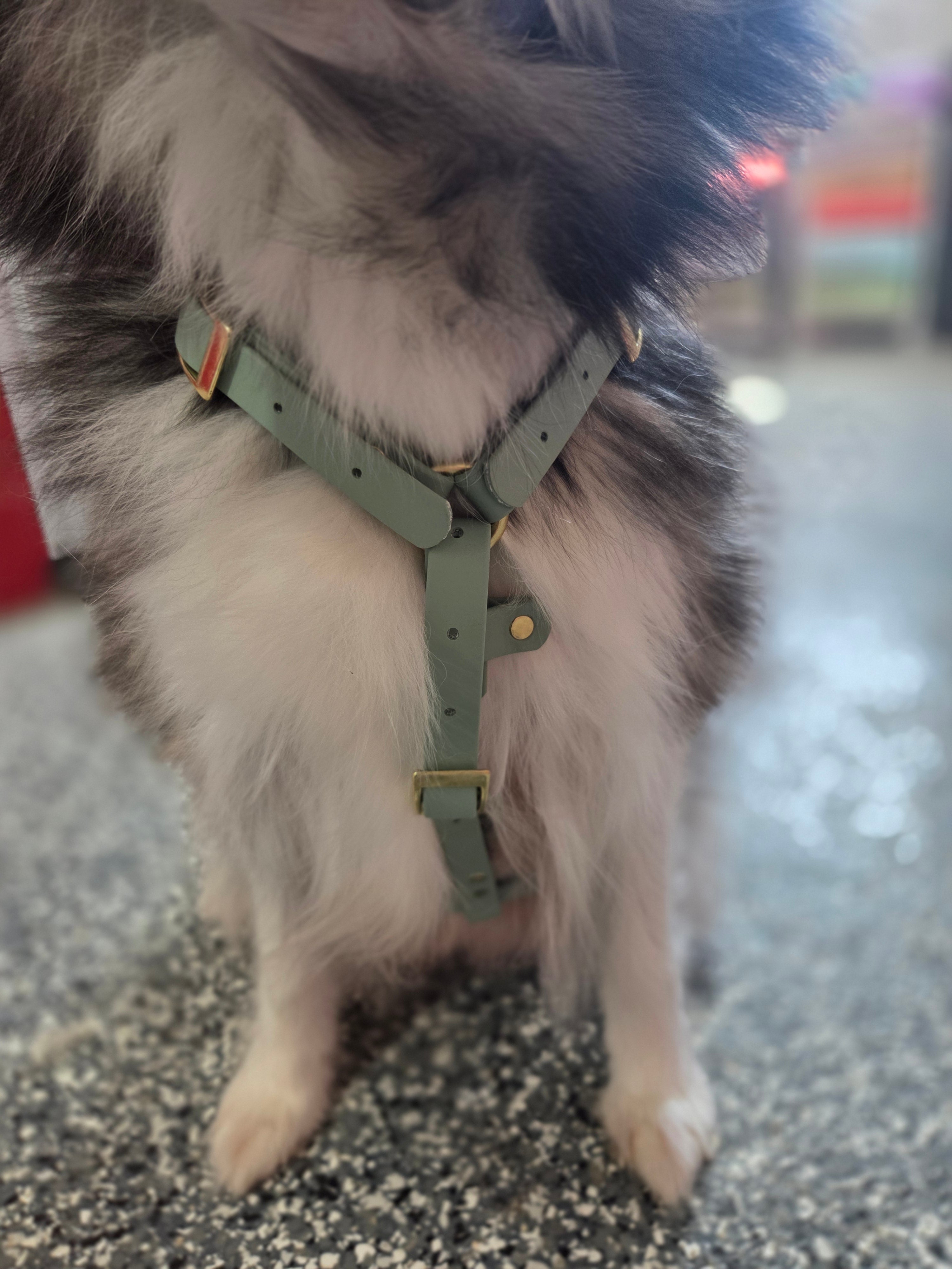 Genesis No-Pull Harness