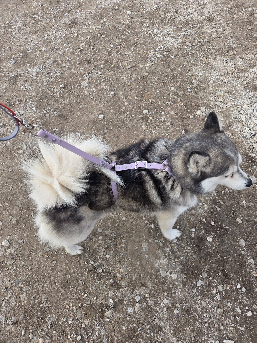 Genesis No-Pull Harness