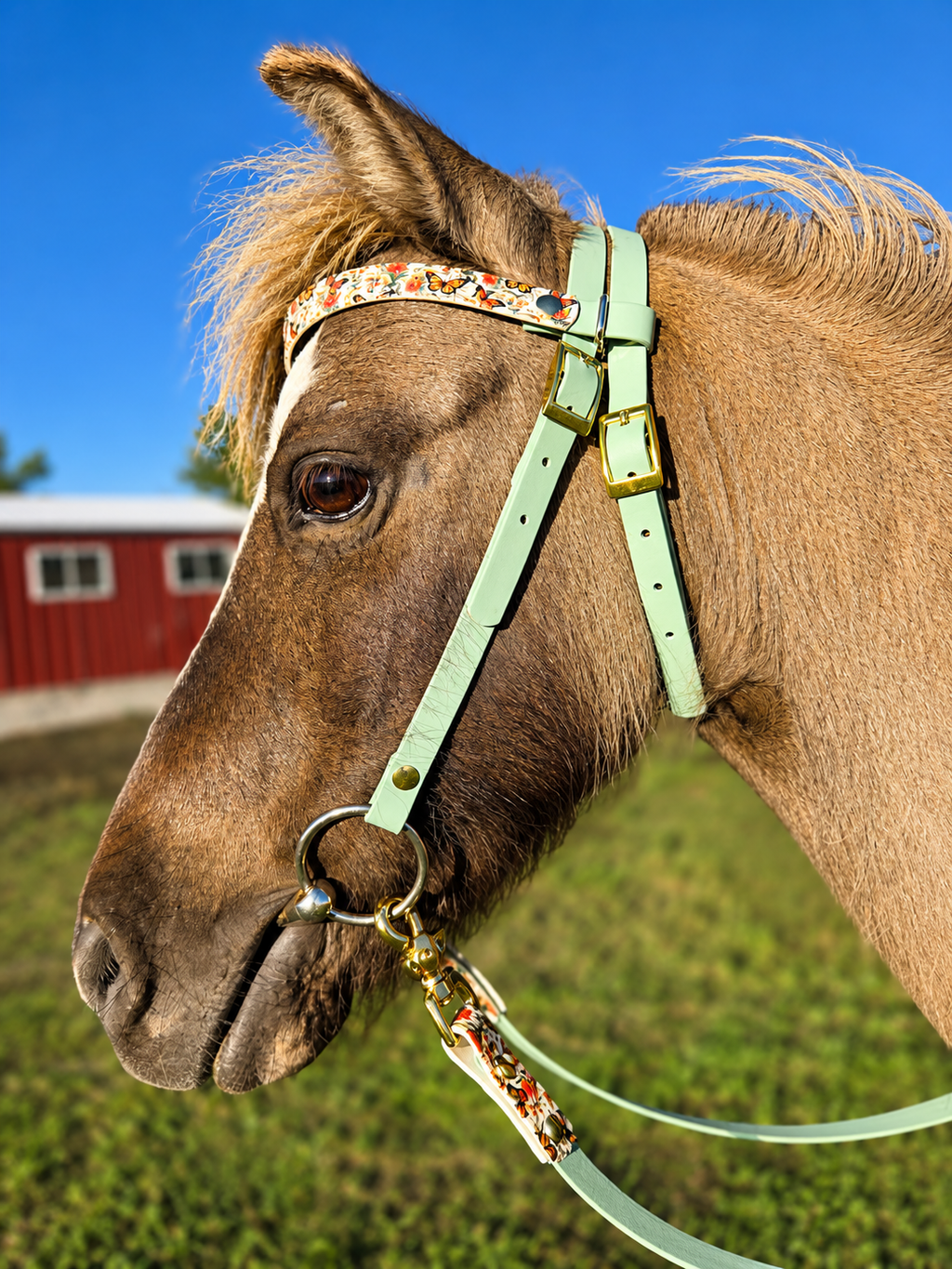 Halter, Bridle or Reins