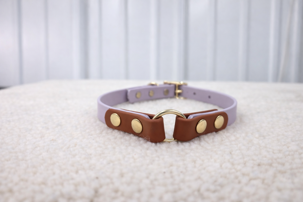 Essential Dog Collar