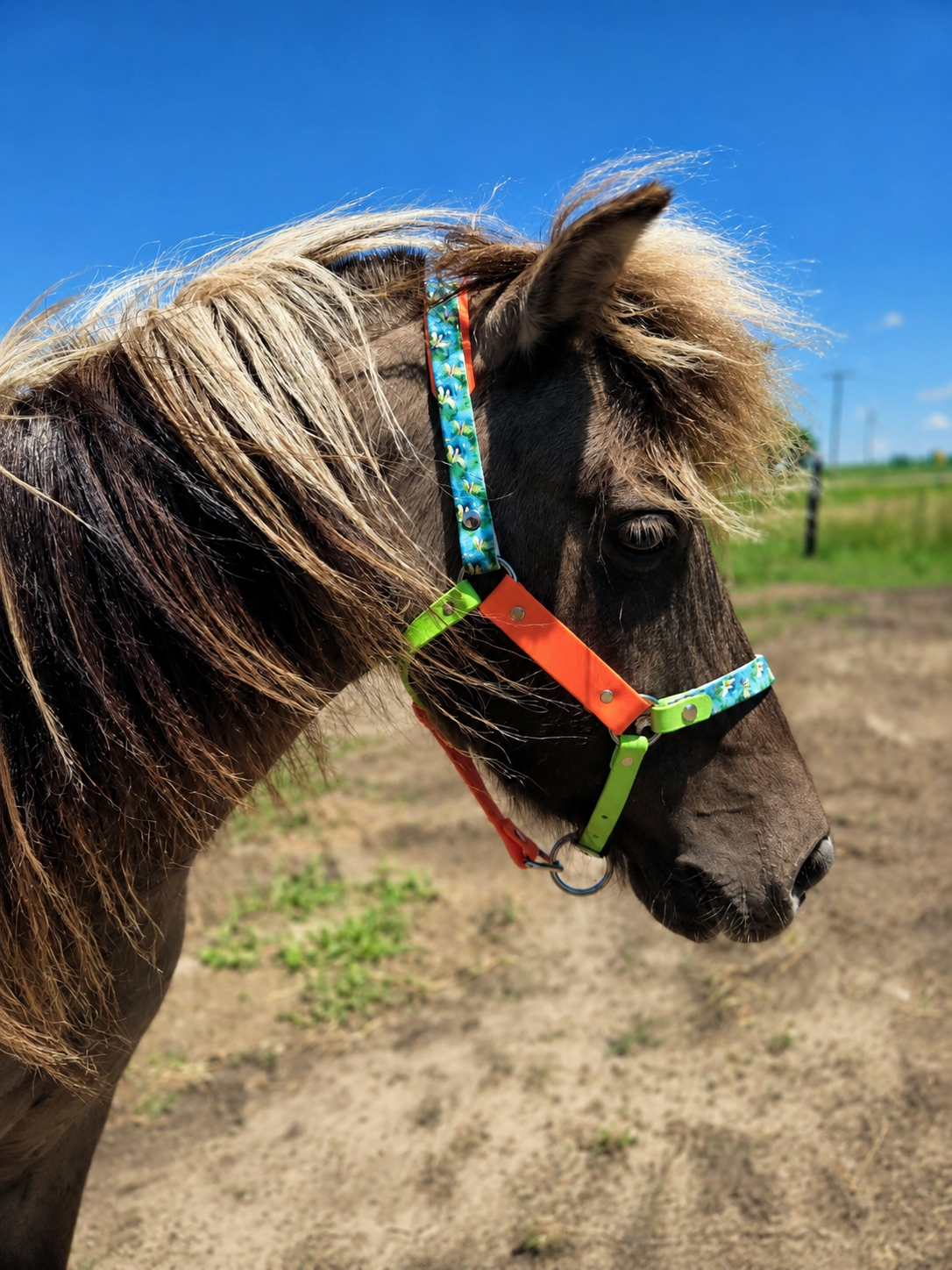 Halter, Bridle or Reins
