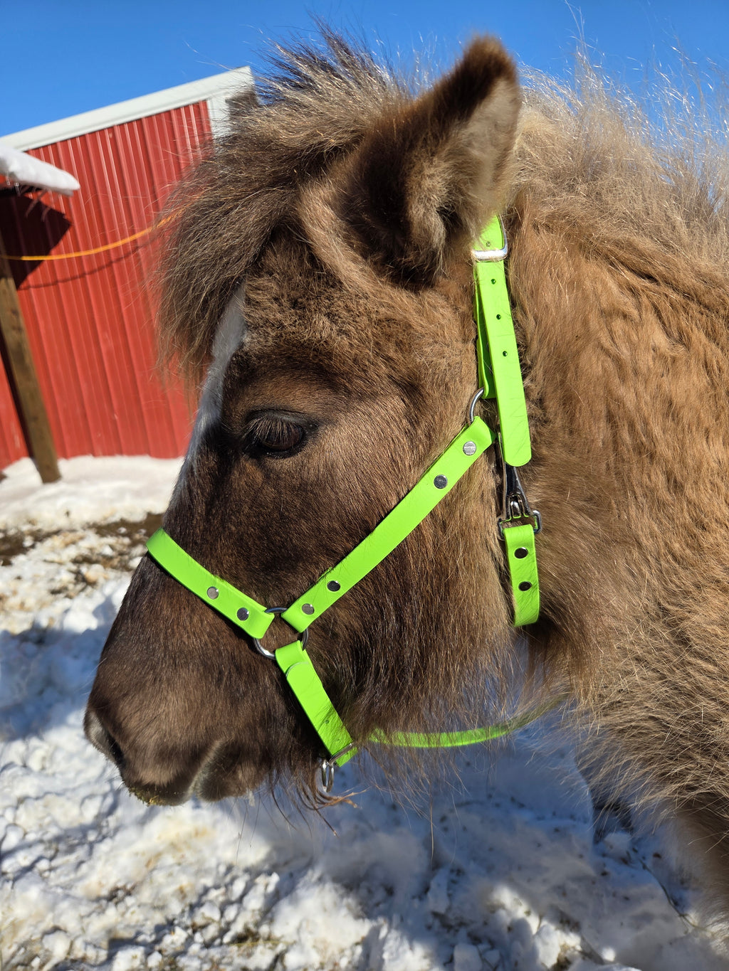 Halter, Bridle or Reins