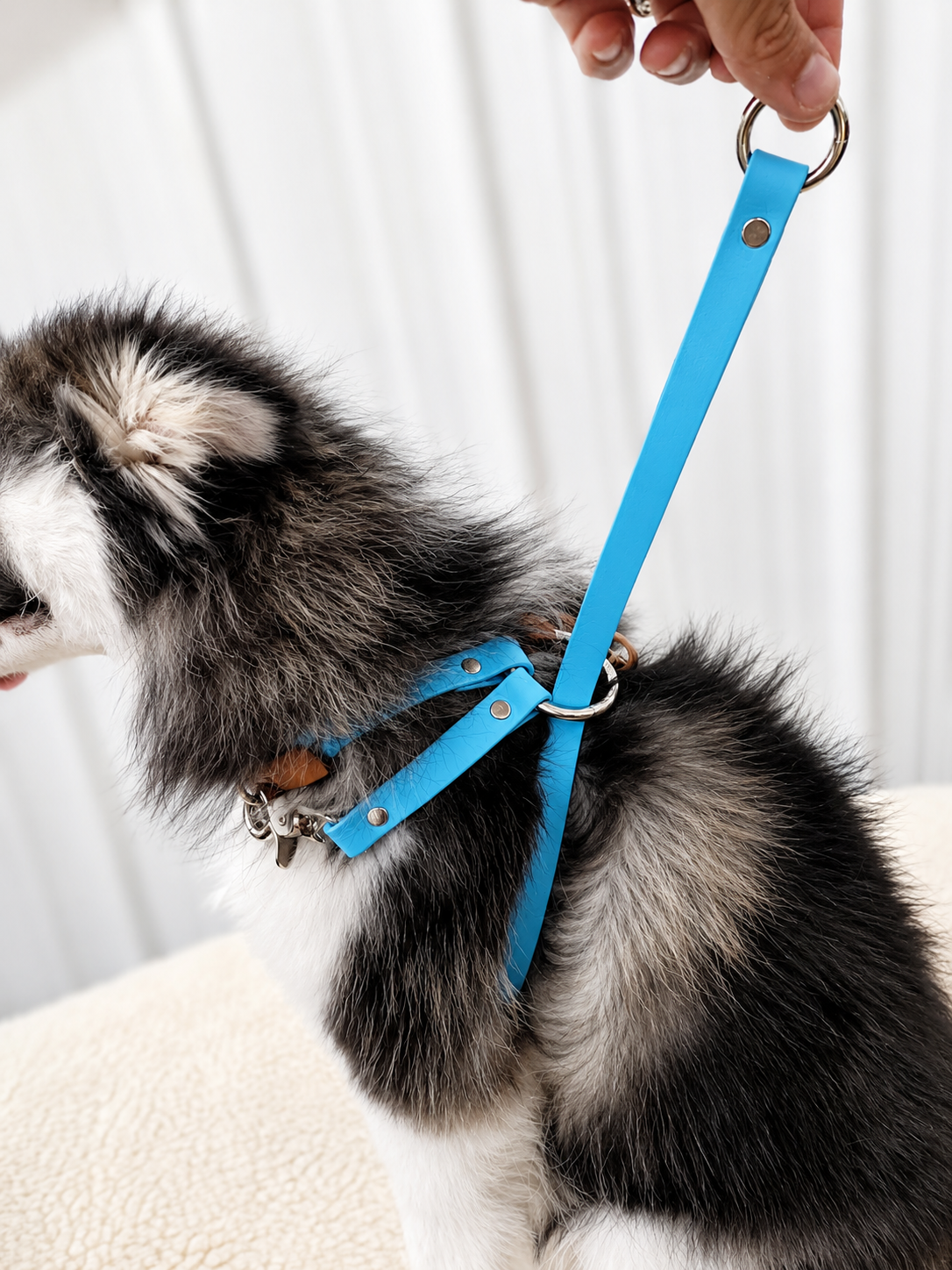 Basic & Infinity Harness