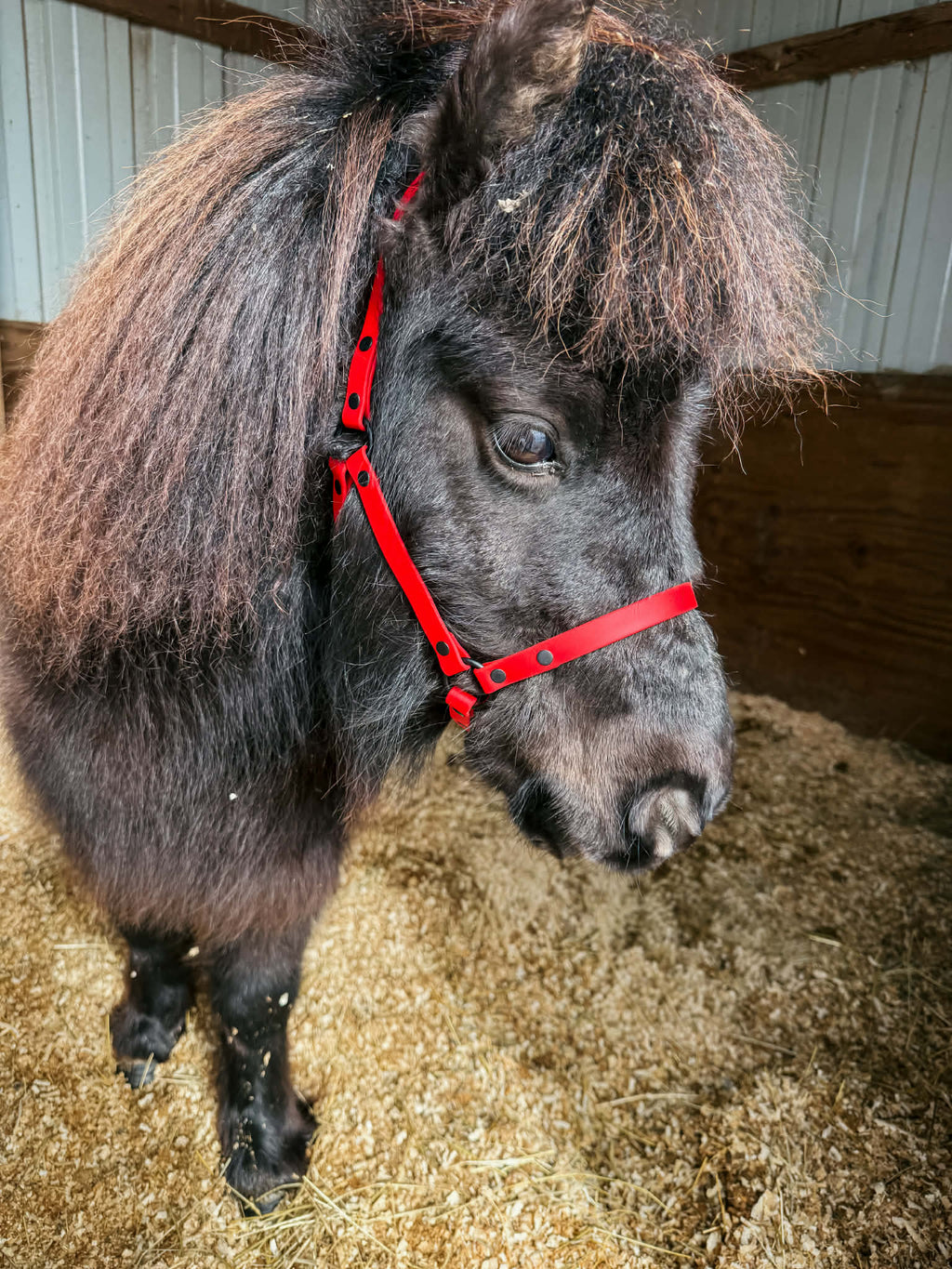Halter, Bridle or Reins