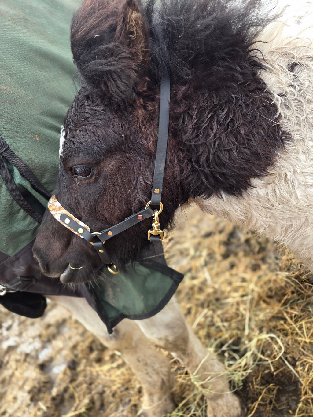 Halter, Bridle or Reins