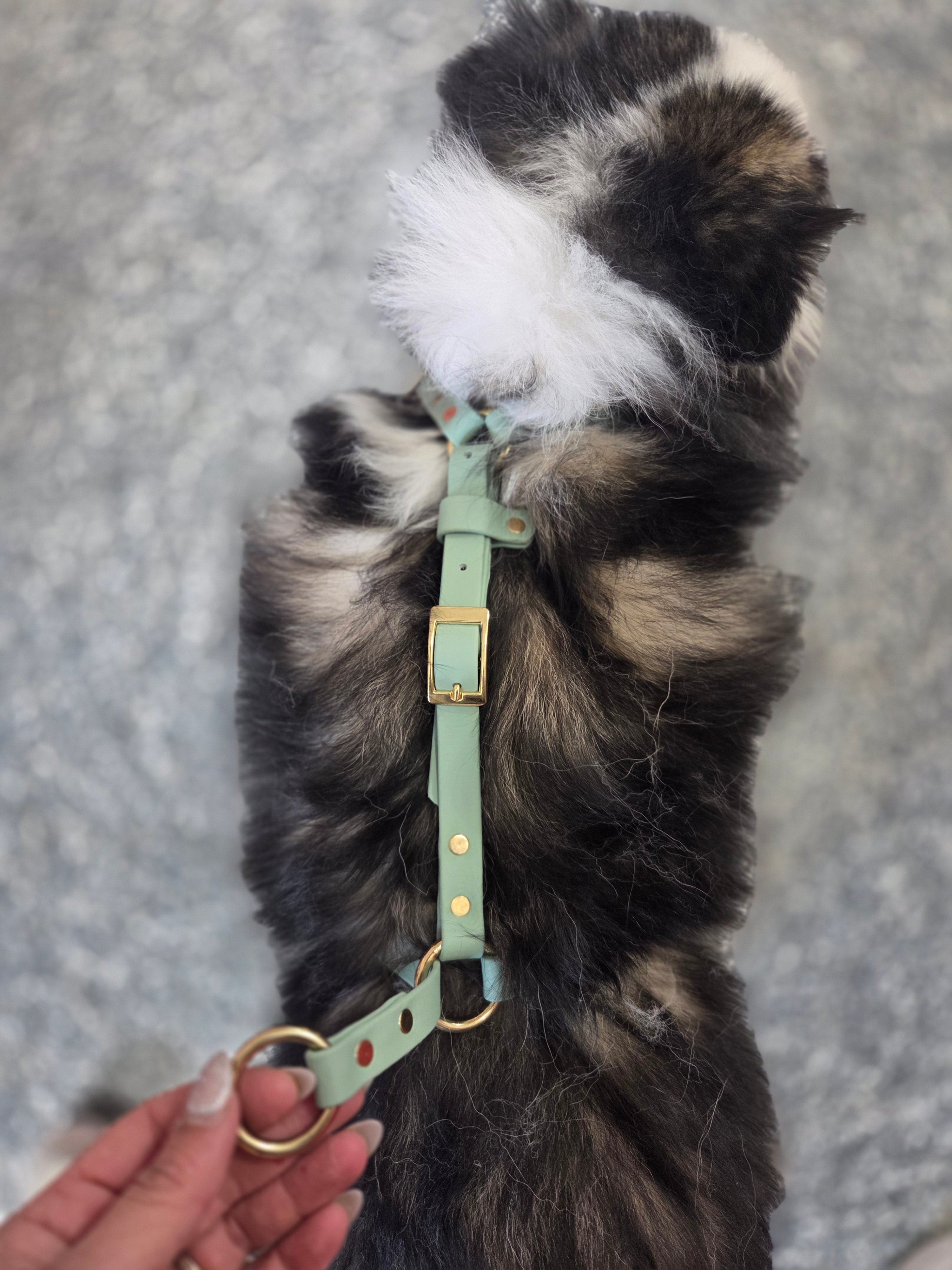 Genesis No-Pull Harness