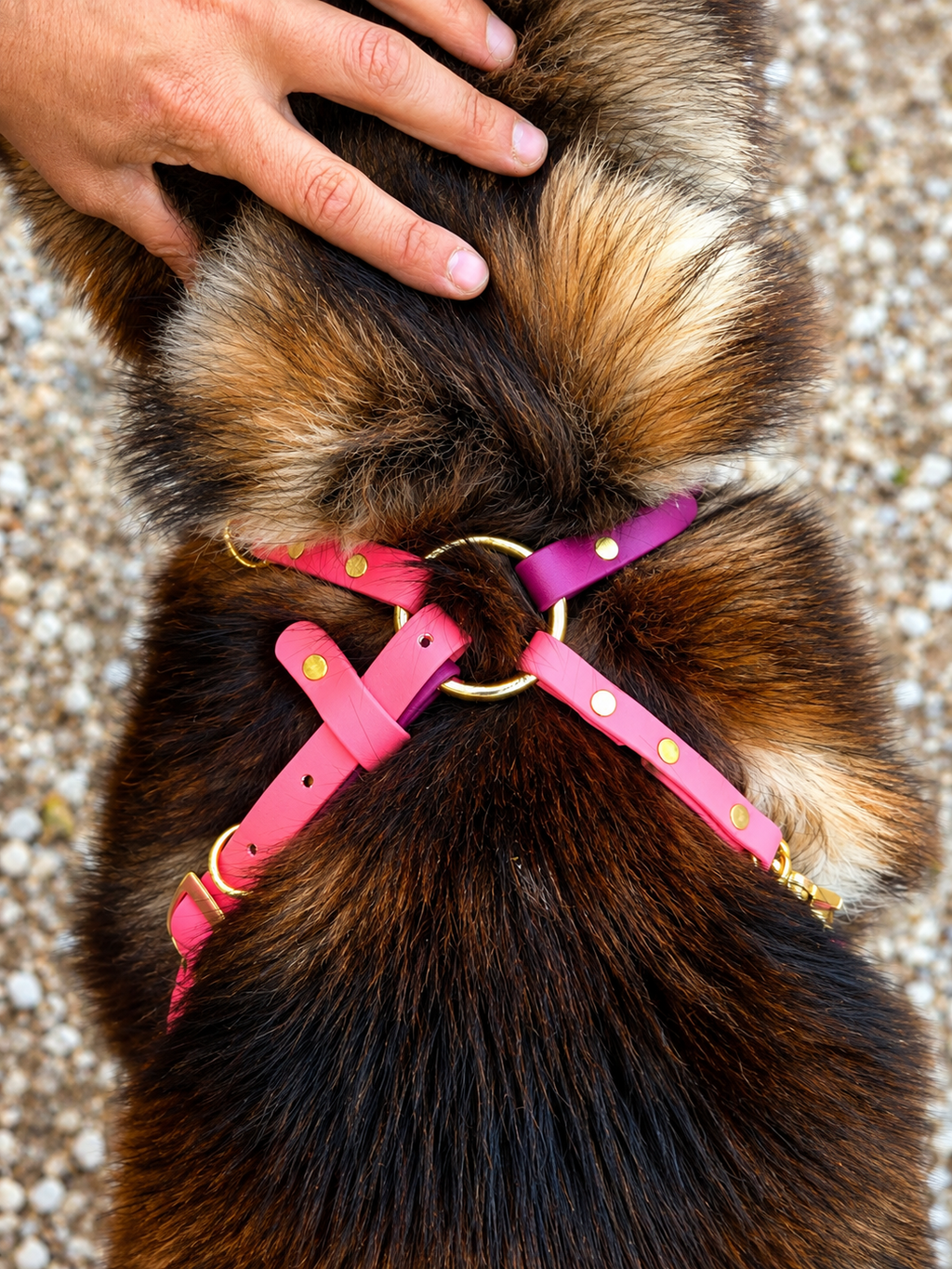 Basic & Infinity Harness