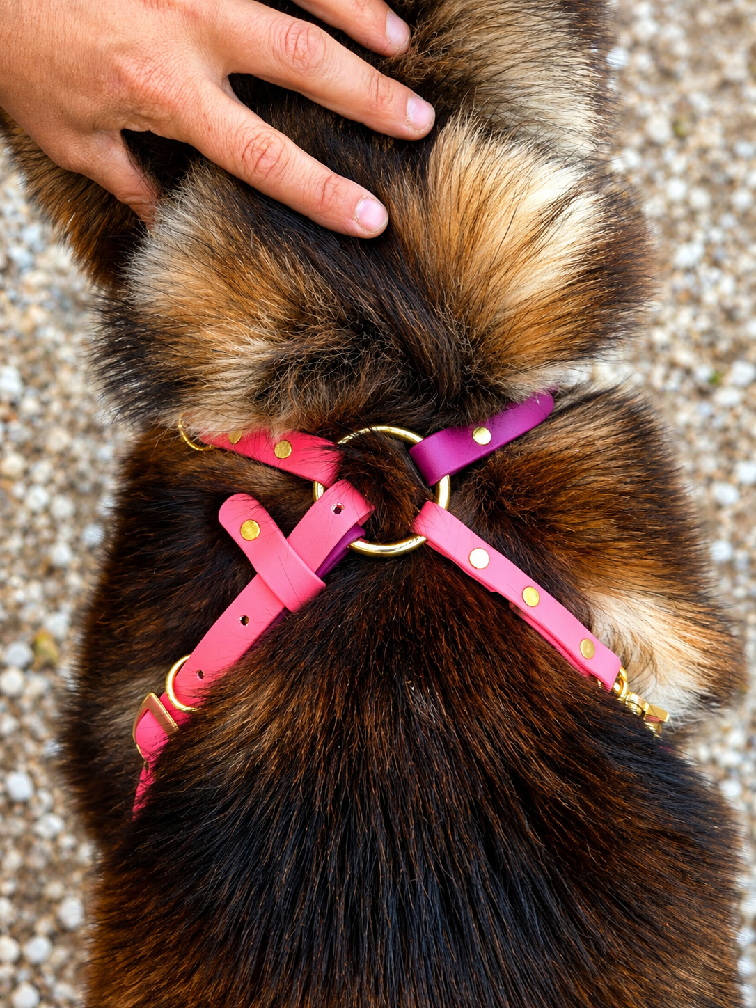 Basic & Infinity Harness