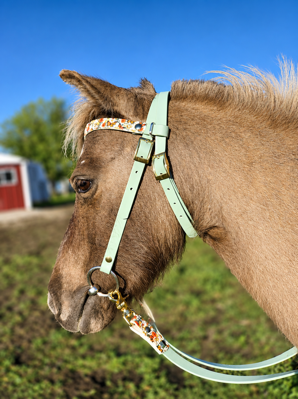 Halter, Bridle or Reins