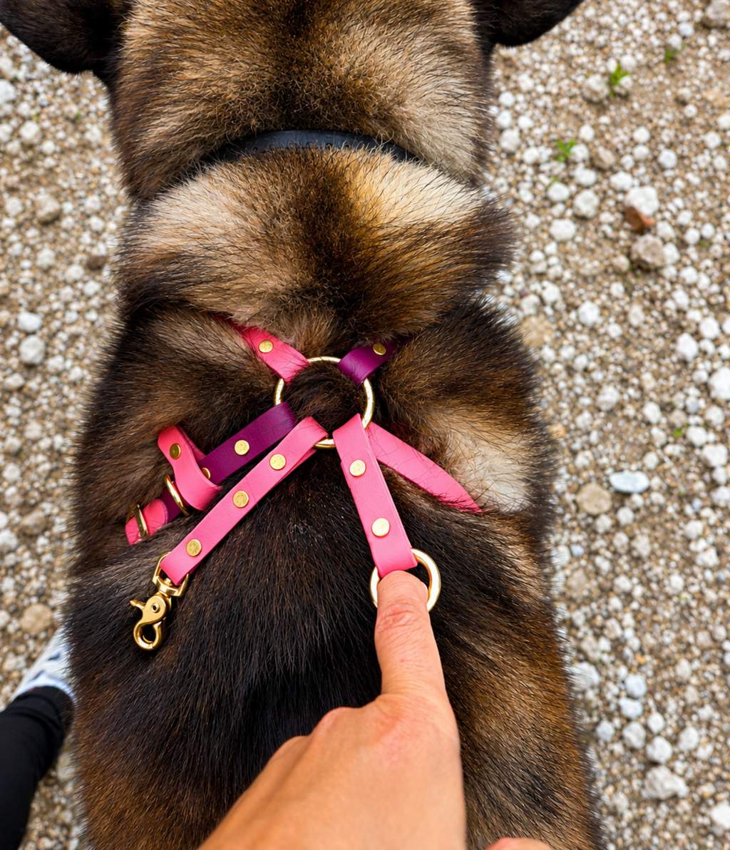 Basic & Infinity Harness