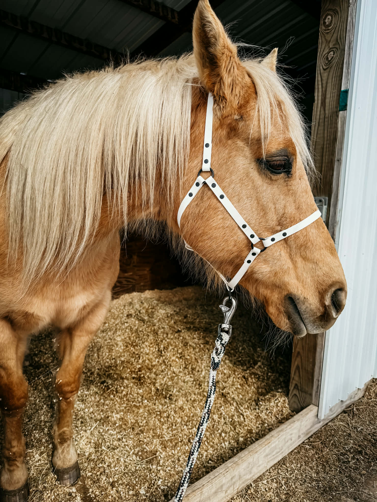 Bridle/Halter or Reins