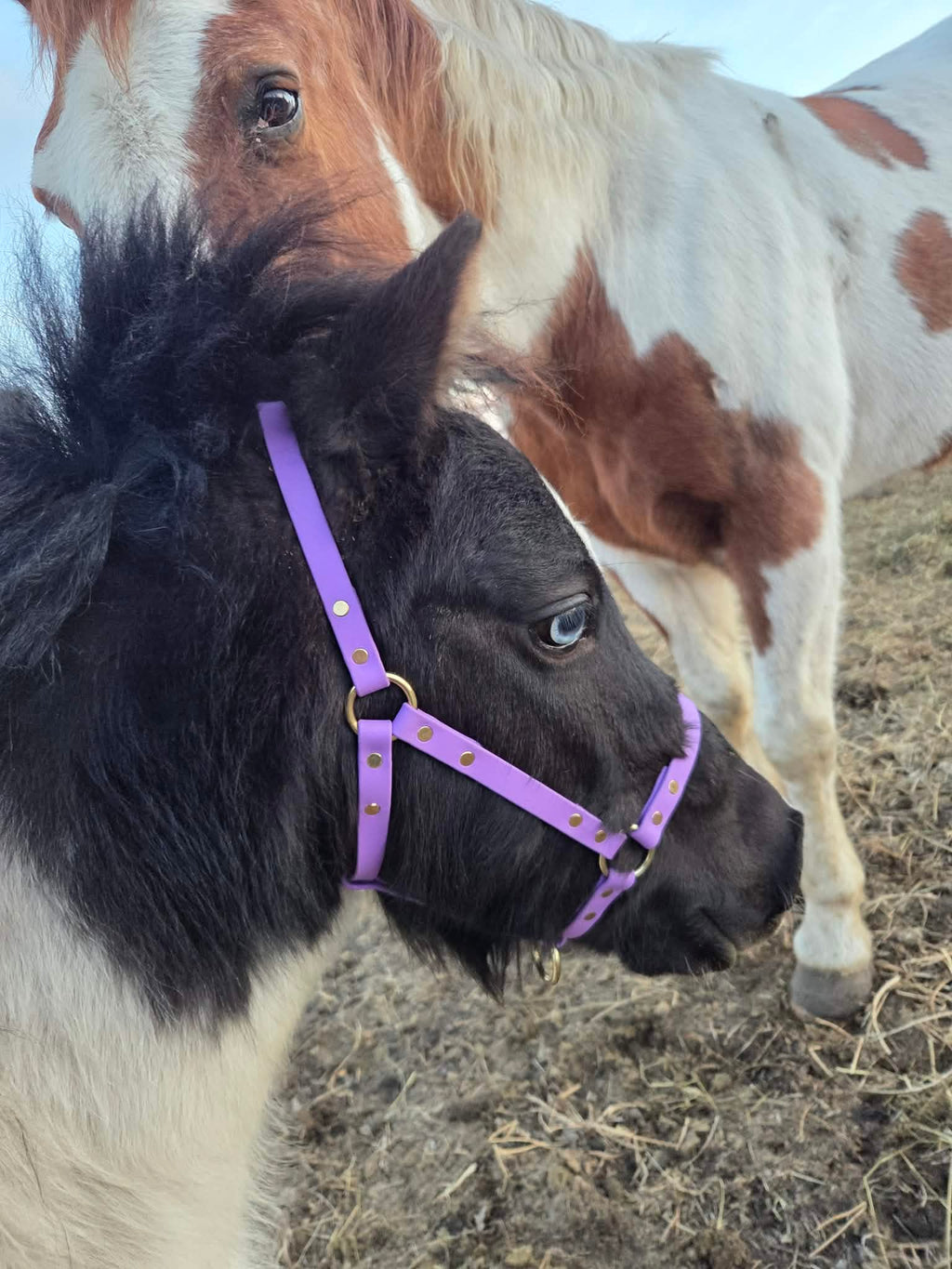 Halter, Bridle or Reins