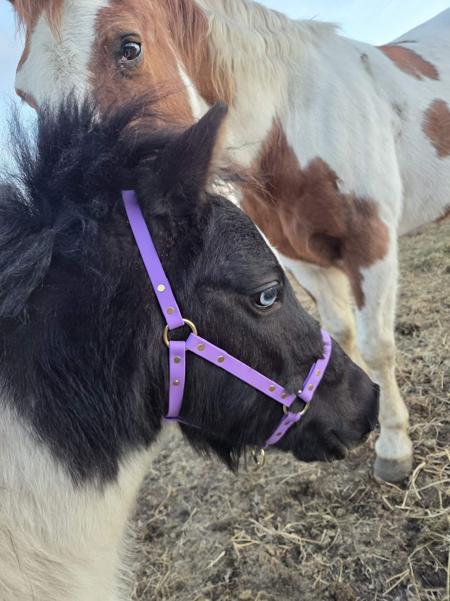 Bridle/Halter or Reins