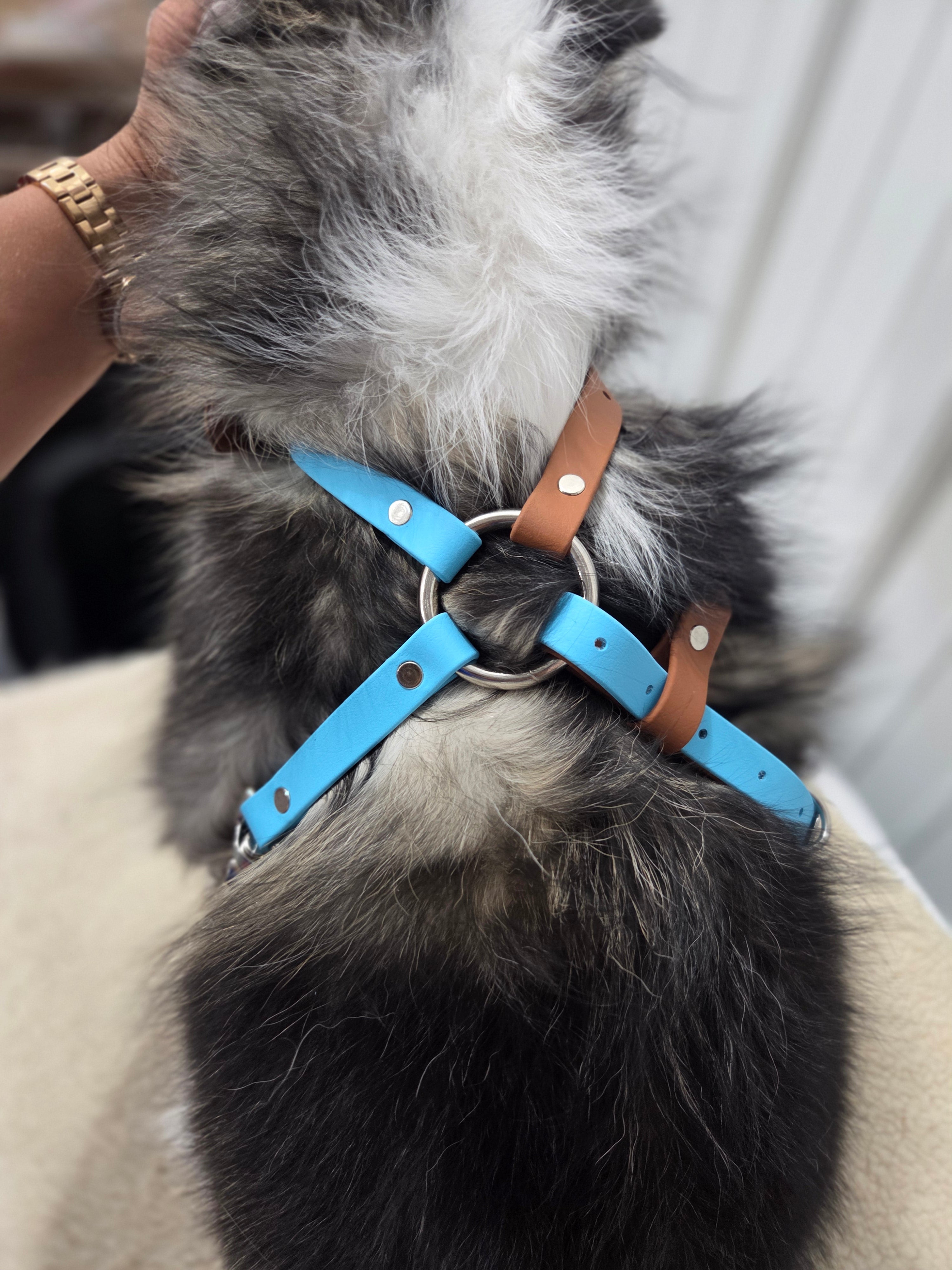 Basic & Infinity Harness