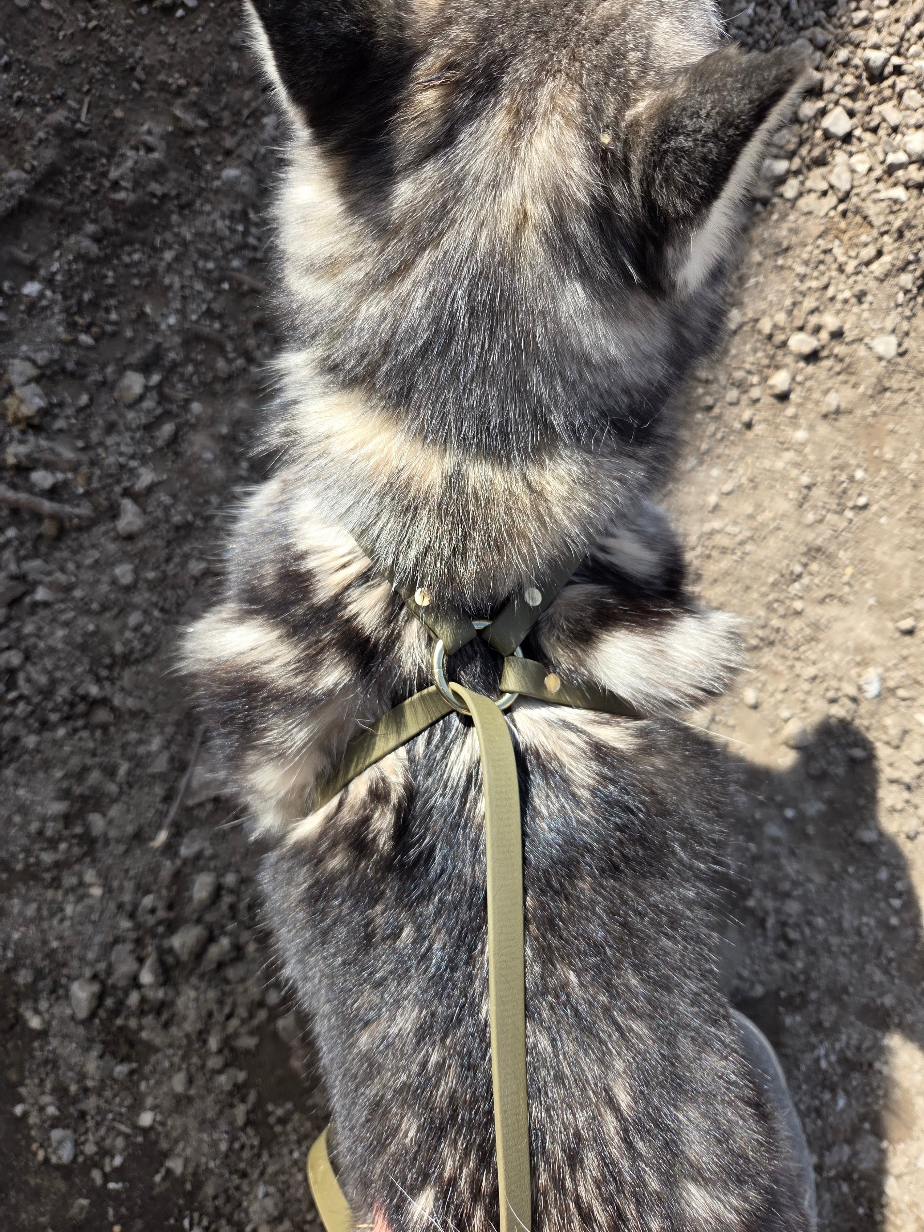 X Control Harness & Leash Combo