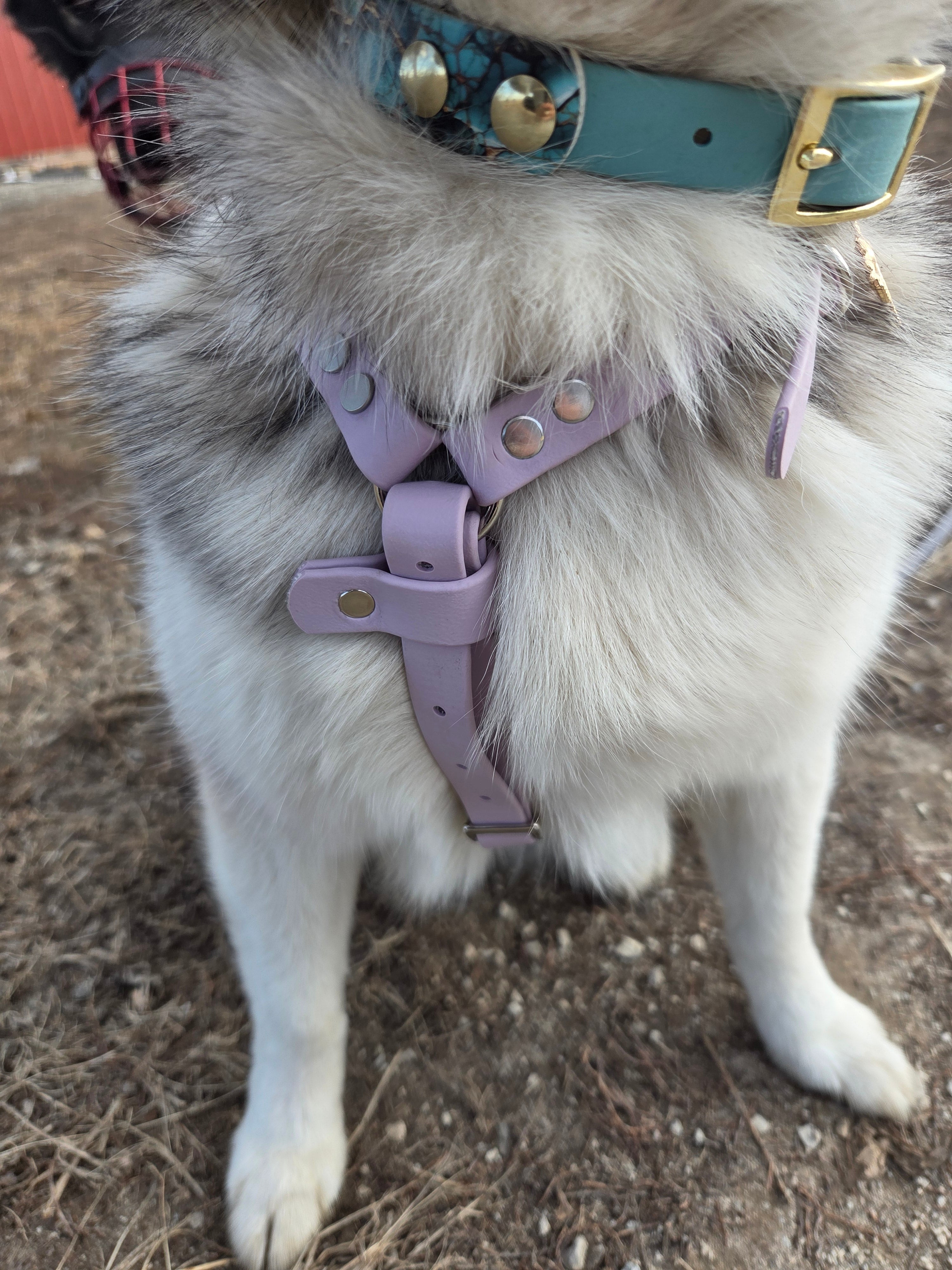 Genesis No-Pull Harness