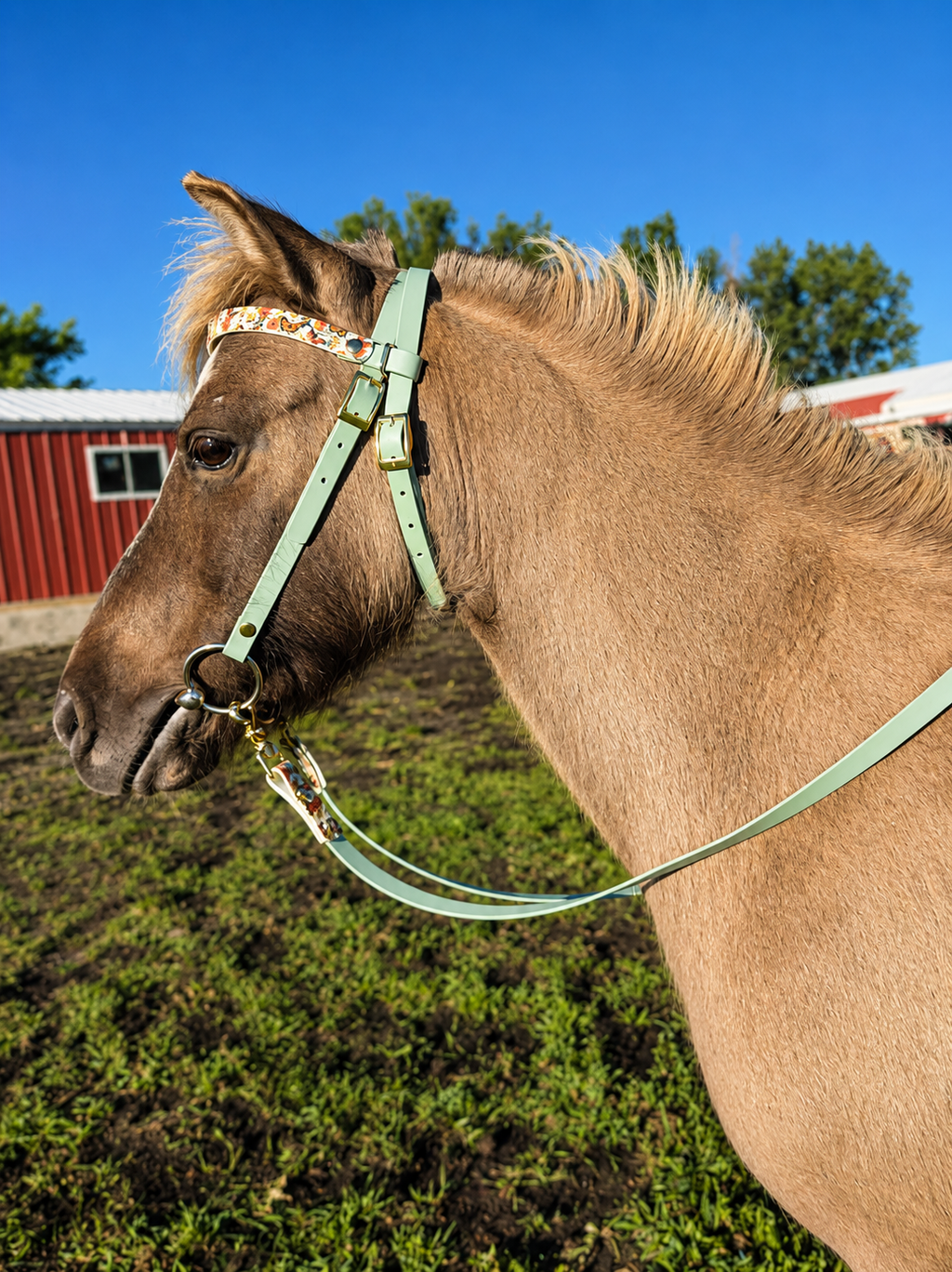 Halter, Bridle or Reins
