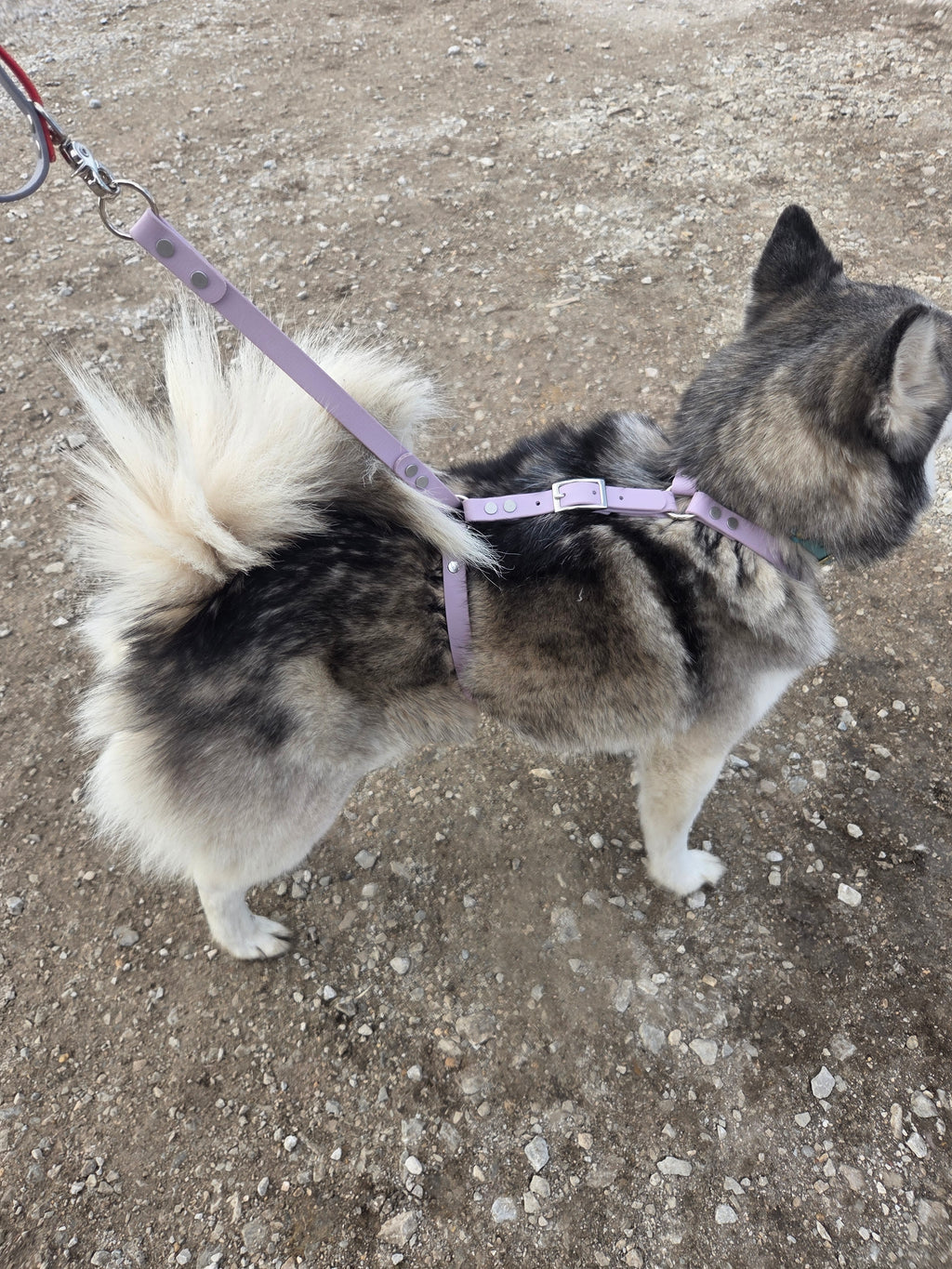 Genesis No-Pull Harness