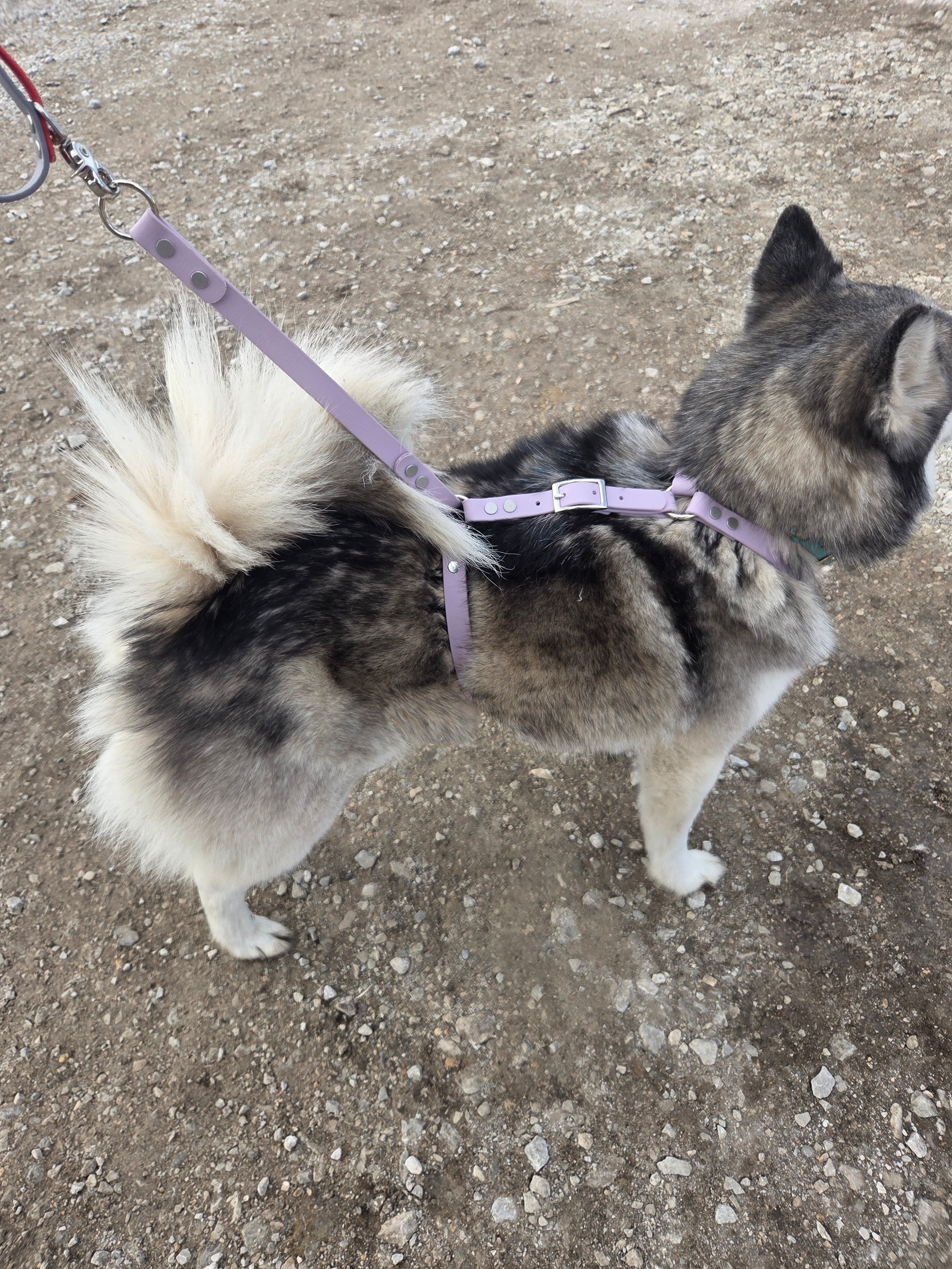 Genesis No-Pull Harness