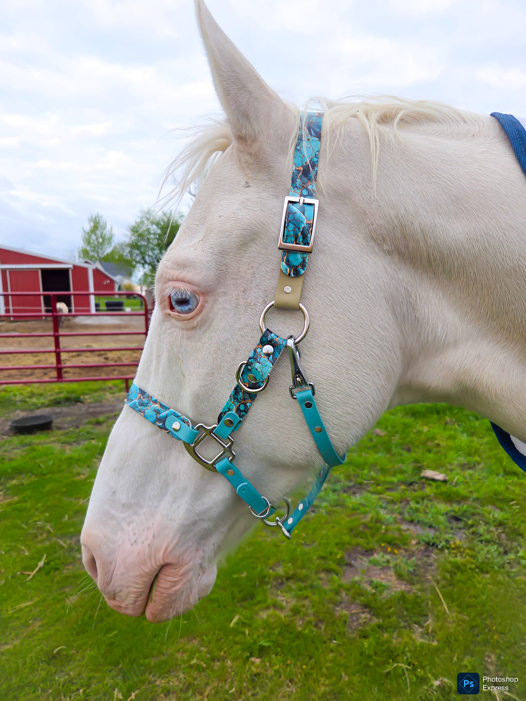 Halter, Bridle or Reins